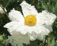 image of flower