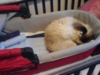 image of bassinet