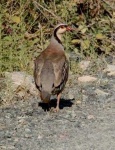 image of partridge