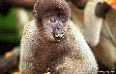 image of patas