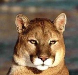 image of cougar_face