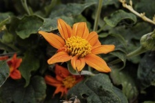 image of flower