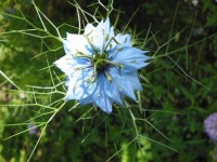 image of flower