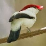 image of bird