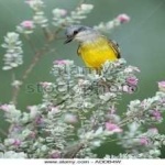 image of bird