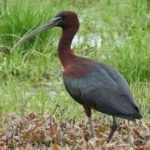 image of bird
