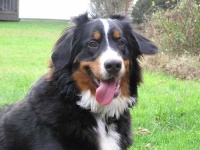 image of bernese_mountain_dog #21