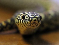 image of king_snake