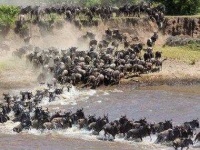 image of animal_migration