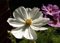 image of flower