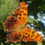 image of animal