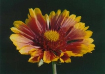 image of flower