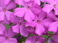 image of flower