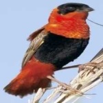 image of bird