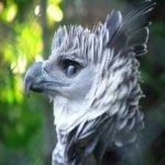 image of harpy_eagle #6