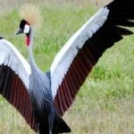 image of bird