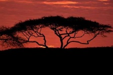 image of savanna