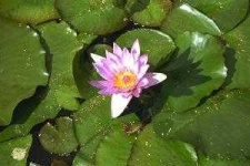 image of water_lilly