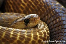 image of indian_cobra #8