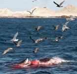 image of great_white_shark