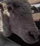 image of animal