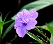 image of mexican_petunia #17