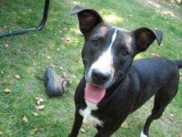 image of american_pit_bull_terrier #7