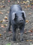 image of hog