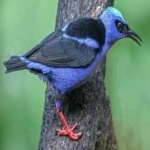 image of bird