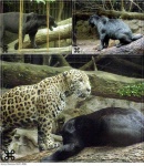 image of jaguar_car