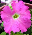 image of petunia #24