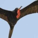 image of bird
