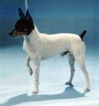 image of toy_terrier