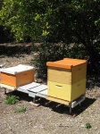 image of apiary