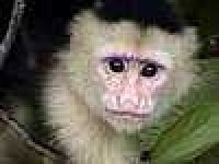 image of capuchin