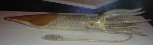 image of animal