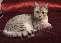 image of egyptian_mau #11