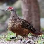 image of bird