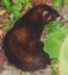 image of polecat