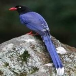 image of bird
