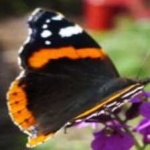 image of animal