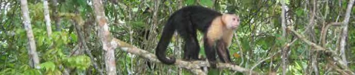 image of capuchin