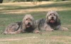 image of otterhound