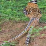 image of bird
