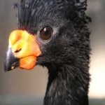 image of bird