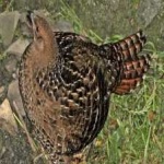 image of bird