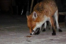 image of animal