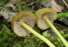 image of mushrooms