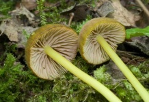 image of entoloma #6