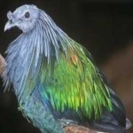 image of bird